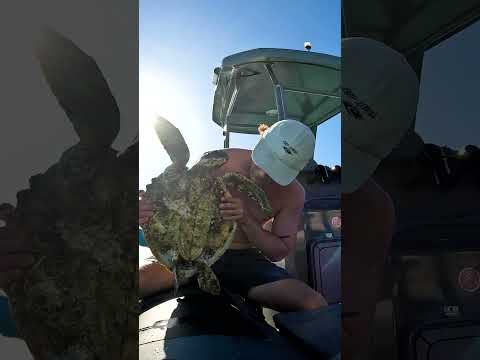 Rescuing A Floating Turtle