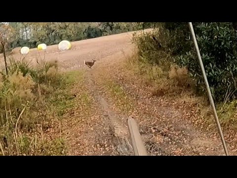 SC Deer Dog Drives 12/08/23: Billy and Brad visiting another club. Plenty of races and deer.