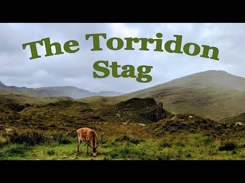 A tame stag in the Torridon carpark #shorts