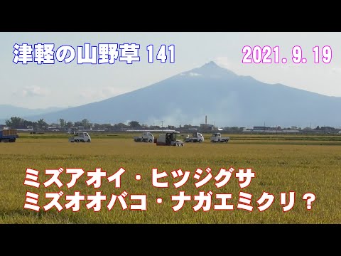 津軽の山野草141(ﾐｽﾞｱｵｲ・ﾋﾂｼﾞｸﾞｻ・ﾐｽﾞｵｵﾊﾞｺ・ﾅｶﾞｴﾐｸﾘ？)