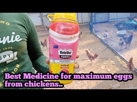 Best Poultry nutrition suppliments for better meat and eggs// Deshi Chicken k liye best vitamin//