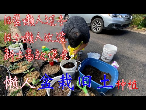 【渔耕笔记】懒人高效 盆栽旧土再种植的二个方法