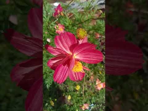 Vlog #1040 Cosmos Flowers