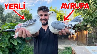 Let's Get to Know Pigeons 1 HÜNKARİ Pigeon Species Characteristics