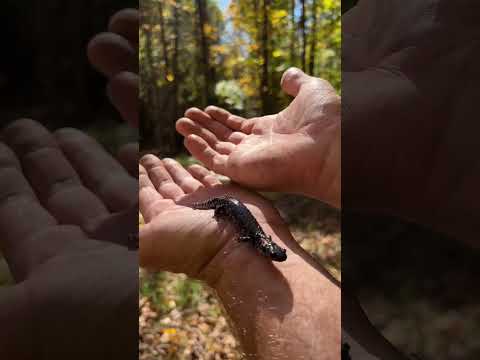 Blue spotted salamander. Ontario, Canada. 🇨🇦 🦎 #shorts #shortsvideo #shortsfeed #shortsyoutube