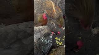 Chickens love scrambled eggs #shorts #backyardchickens #chickensaspets #ilovechickens