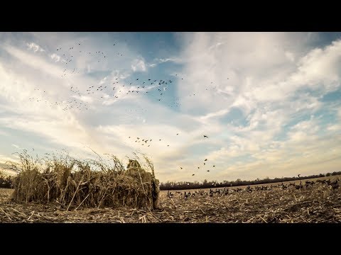 Duck Hunting "The Show" - Fowled Reality