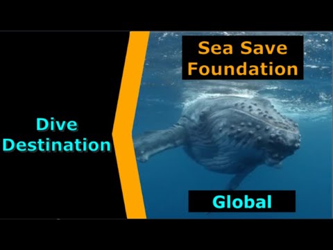 Sea Save Charity - Dive Charity Spotlight for Scuba.Digital The #1 Online Dive Show