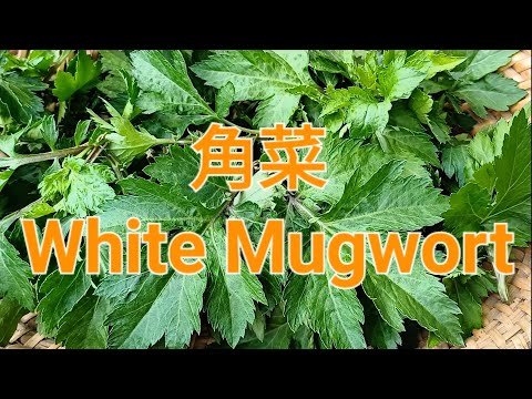 角菜 White Mugwort