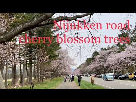 北海道　二十間道路　新ひだか町　Japan  Hokkaido　Nijyukkendouro sakuranamiki