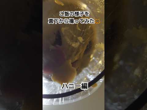 ご飯の様子を真下から撮って見た😺〜ハニー編〜#shorts