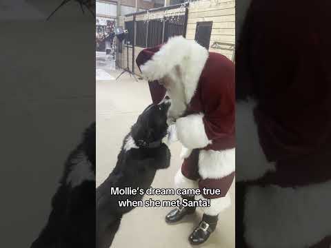 Dog Meets Santa for First Time