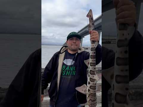 Dumbarton Pier Fishing! #angler #bankfishing #california #bayarea #fishing #shark #fun #fight #pier