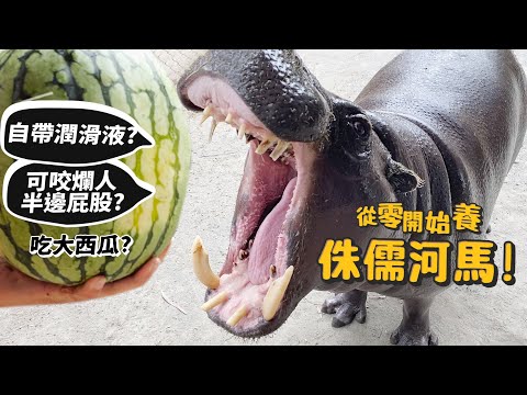 【從零開始養】侏儒河馬!自帶潤滑液?吃大西瓜?交配長達48小時?hippopotamus!【許伯簡芝】