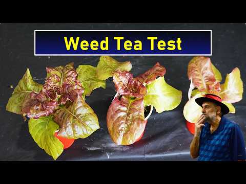 Does Weed Tea Work? Watch a Simple Test to Find Out.