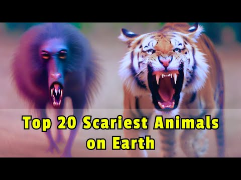 Terrifying Beasts Unleashed: Top 20 Scariest Animals on Earth | Shocking Wildlife Revealed