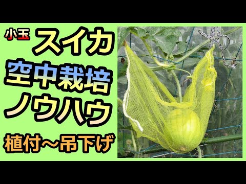 【小玉スイカの空中栽培ノウハウ 2021】植え付け～ハンモック吊り  無農薬 半自給自足