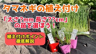 【野菜】タマネギの植え付け方法を解説します！