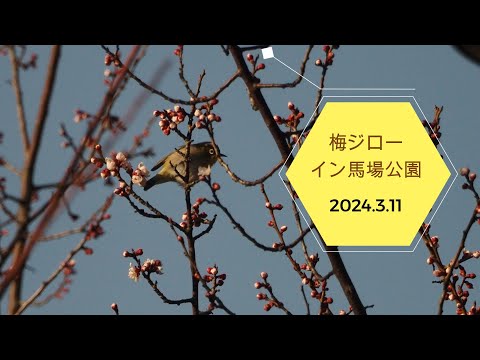 2024.3.11　梅ジローイン馬場公園