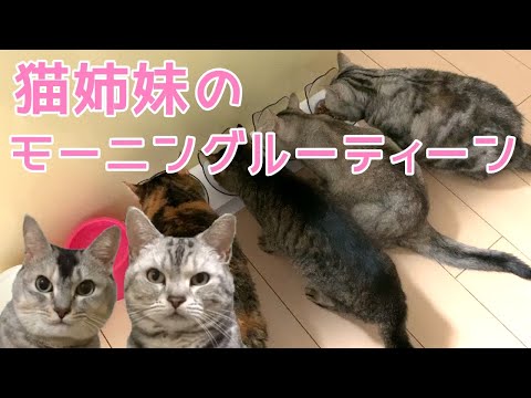 【モーニングルーティーン】あんな＆さちこが解説するよ！おしゃべりペット