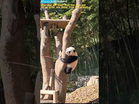 辉宝下树，离地面一米就撒手 Hui Bao got down from the tree and let go after one meter from the ground #giantpanda