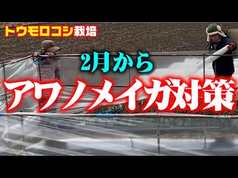 【化学農薬なしでトウモロコシをアワノメイガから守る！】トウモロコシを守る為に２月からの栽培を始めます。【ゴールドラッシュ・ネオ】