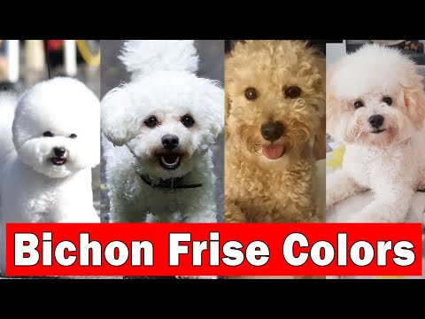 4 Beautiful Bichon Frise Colors and their pattern | Bichon Frise Types