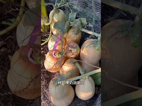 如何判断奶油南瓜够熟？butternut squash