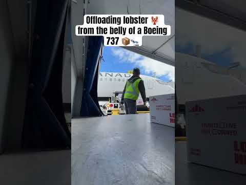 Offloading lobster 🦞 from the belly of a Boeing 737 📦🛬 #explore #aviation #travel