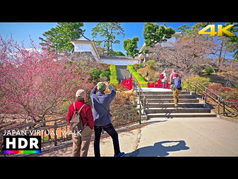 Japan walk - Blooming plum trees in Odawara, Kanagawa • 4K HDR