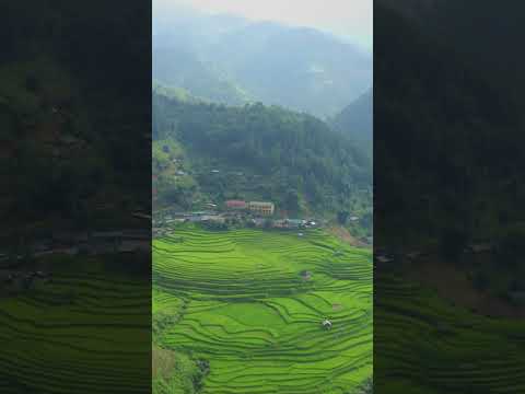 4K HDR Paddy Fields Aerials