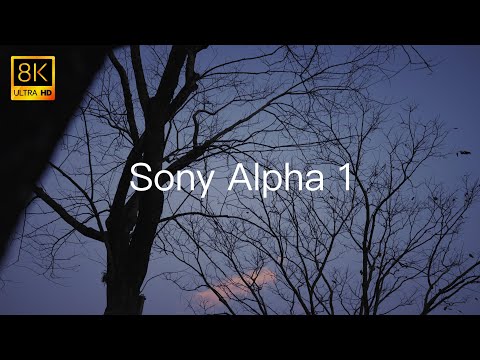 Actual shooting of SONY A1.