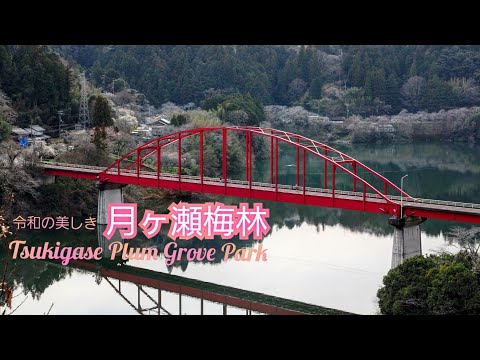 日本の絶景🇯🇵　月ヶ瀬梅林【山と梅林】