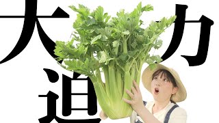 甘くてシャキシャキ　栄養満点パワー野菜「セロリ」 愛知県田原市【旬感めし】2024年3月8日放送