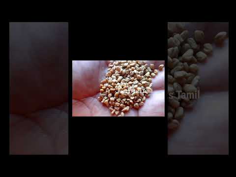 Fenugreek seeds for ulcer | Vendhayam ulcer cure | அல்சர் குணமாக | Ulcer cure foods | வயிற்றுப்புண்