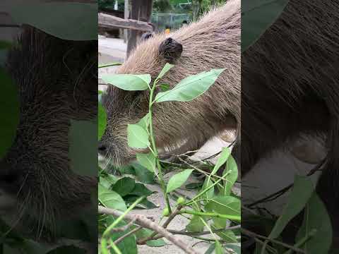 横からカピバラもぐもぐタイム(トリアスふれあい動物園)