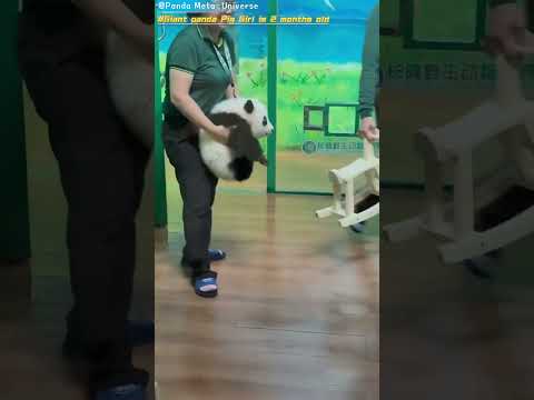 大熊猫猪妹2个月大了 Giant panda Pig Girl is 2 months old #panda #cute #funny #redpanda #giantpanda