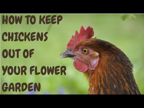 How To Keep Chickens Out Of Your Flower Garden