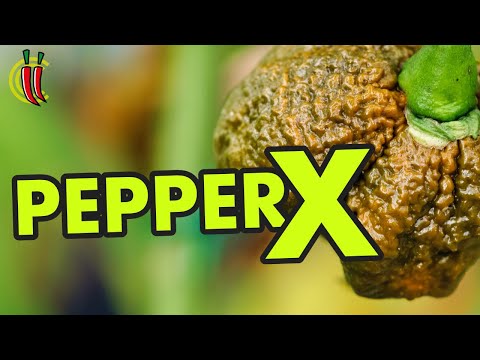 Pepper X World Record. A Professionals Opinion