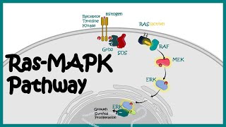 Ras-MAPK pathway | Ras-MAPK in cancer | The MAP Kinase (MAPK) signalling pathway