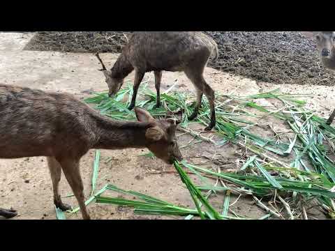 Deer eats leaves, eternally hunted.