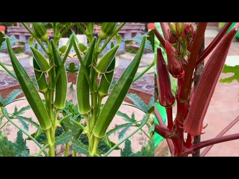 Harvesting Variety Of Colours Organic Bhindi (Okra) From My Terrace / Harvesting Organic Vegetable