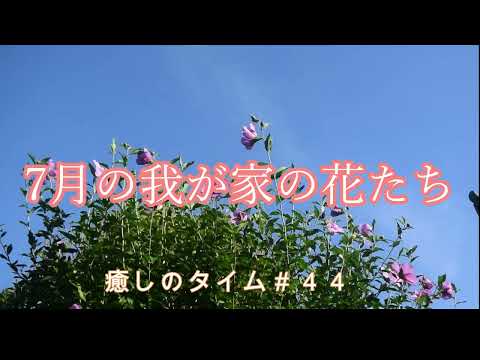 ７月の我が家の花たち／癒しのタイム＃44