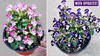 Torenia/Wishbone Flower CARE 101- How To GROW Successfully?