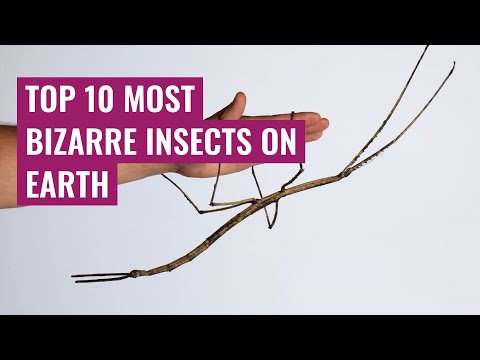 Top 10 most bizarre insects on earth