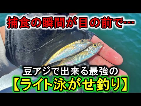 釣った豆アジを真下に落とすだけで青物・シーバスが沸きまくるこの釣りがヤバい…