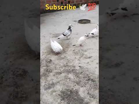 #pigeon #king#bird #trending #viral#short #video 🕊💕🦚💯❤