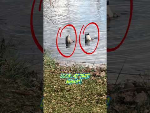 Minnow-Bobbing Ducks - TOO FUNNY To Miss!! 😂🦆🦆 #shorts #funny #fishing