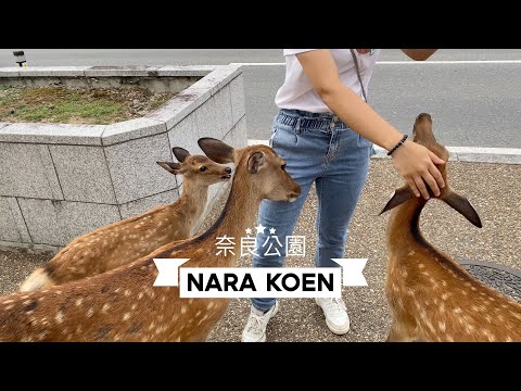 奈良 公園餵鹿 東大寺看大佛japan NARA KOEN