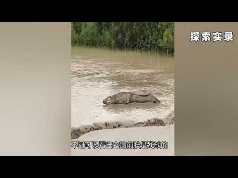 奇闻异兽篇，人们目击到那些珍奇异兽，是否真实存在